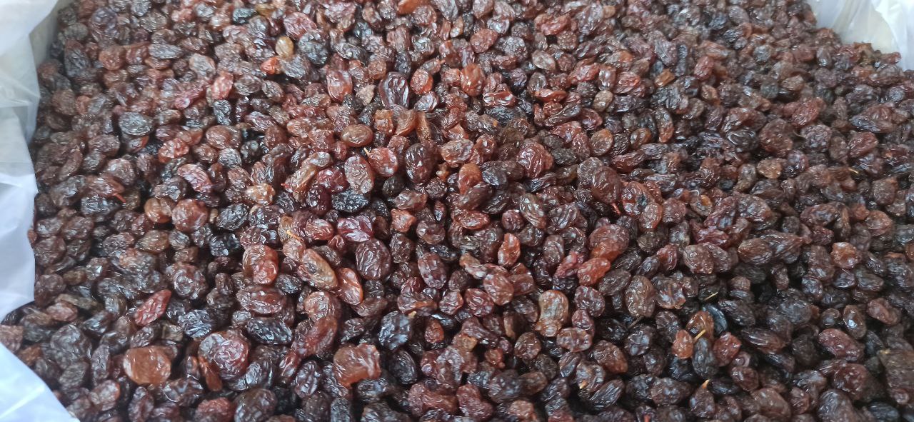 Iranian ploy raisins premium quality