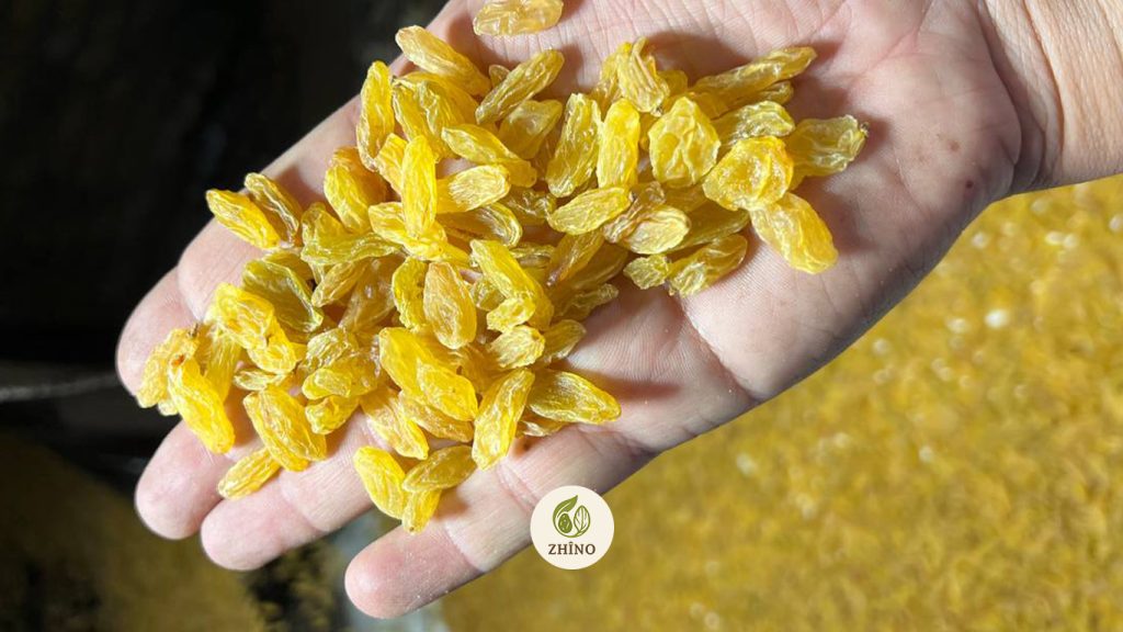 golden raisins bulk Premium Iranian Golden Raisins with Natural Shine and Sweetness